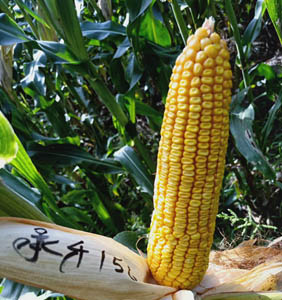 承禾156玉米種子